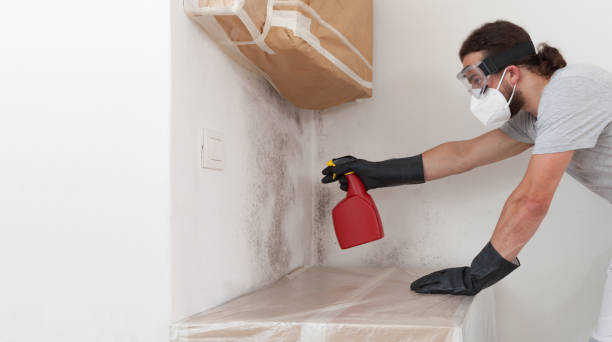 Professional Black Mold Removal technician working in Hasbrouck Heights, NJ