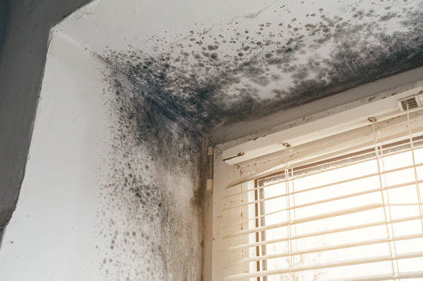 Trusted Mold Inspection service in Hasbrouck Heights, NJ - Cheap Mold Removal