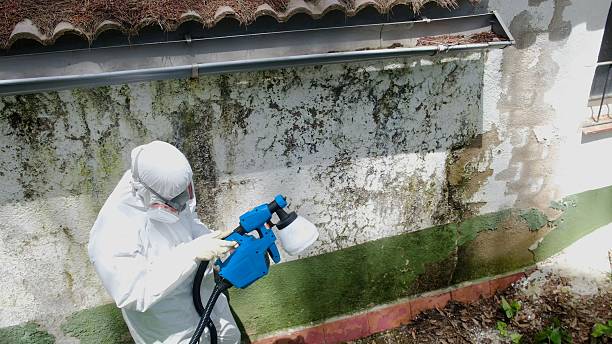 Trusted Mold Removal service in Hasbrouck Heights, NJ - Cheap Mold Removal